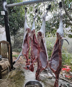 小众送妈妈的花有哪些花