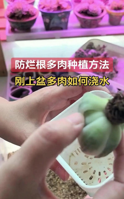 小众送妈妈的花有哪些花