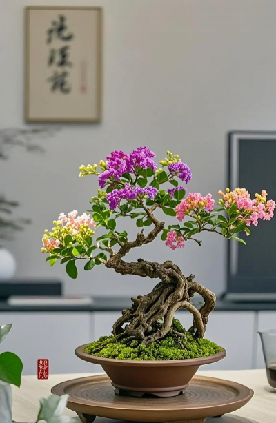 紫薇盆景用什么品种