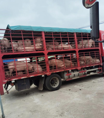 小众送妈妈的花有哪些花