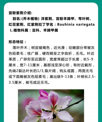 洋紫荆是什么科