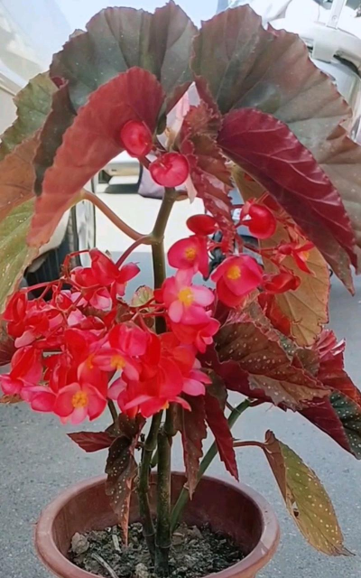 小众送妈妈的花有哪些花