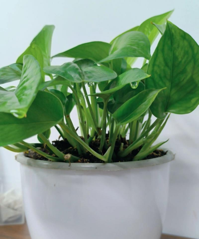 小众送妈妈的花有哪些花