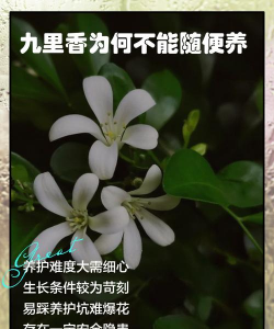 小众送妈妈的花有哪些花