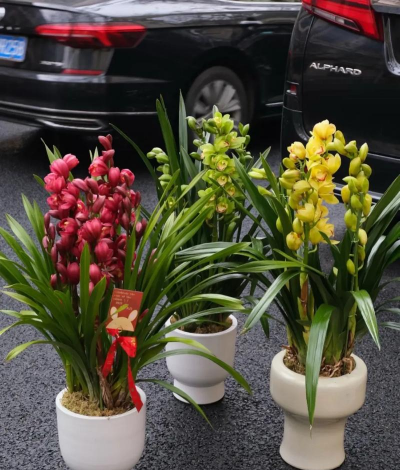 小众送妈妈的花有哪些花