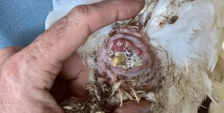 小众送妈妈的花有哪些花