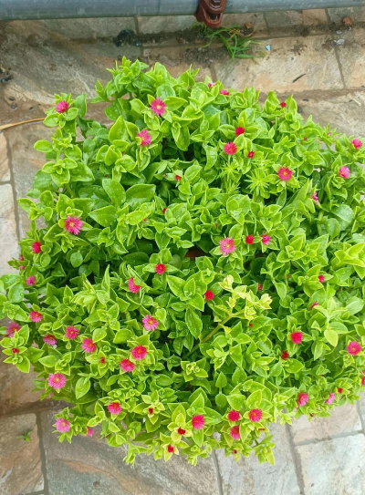 小众送妈妈的花有哪些花