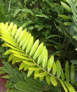 小众送妈妈的花有哪些花