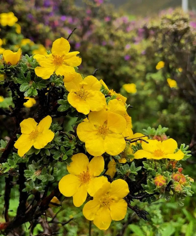 小众送妈妈的花有哪些花