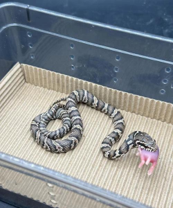 小众送妈妈的花有哪些花