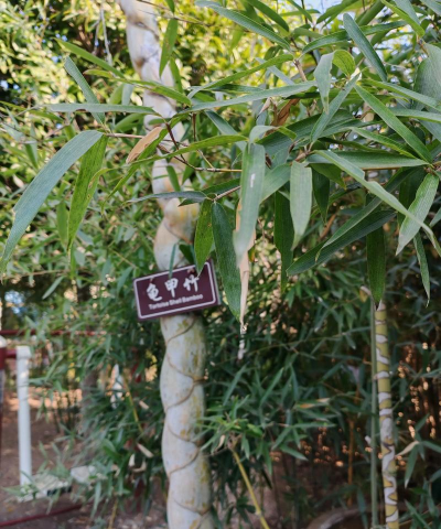 竹子有哪些品种