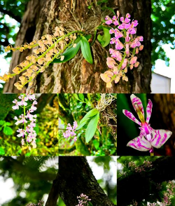 兰科植物有哪些