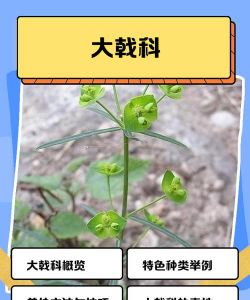 大戟科植物有哪些