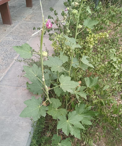 锦葵科植物有哪些