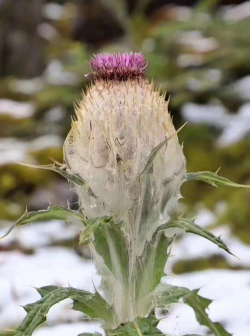 小众送妈妈的花有哪些花
