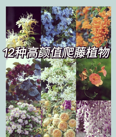 小众送妈妈的花有哪些花