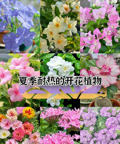 夏天适合种什么花种