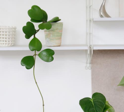 小众送妈妈的花有哪些花