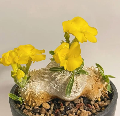 小众送妈妈的花有哪些花