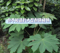 耐阴树种有哪些