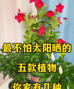 小众送妈妈的花有哪些花