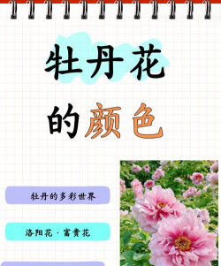 牡丹花的颜色有哪些