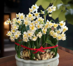 小众送妈妈的花有哪些花