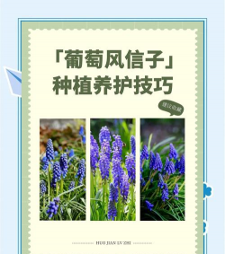 小众送妈妈的花有哪些花