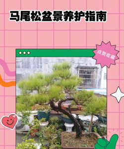 马尾松盆景如何养