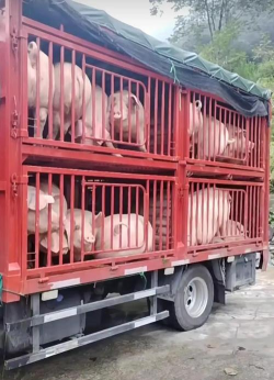 小众送妈妈的花有哪些花