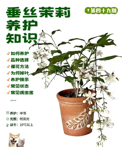 小众送妈妈的花有哪些花