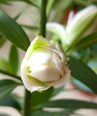 小众送妈妈的花有哪些花