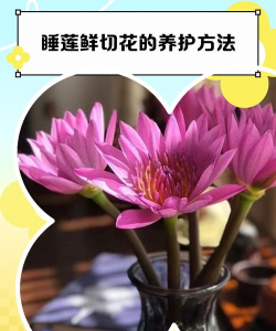 小众送妈妈的花有哪些花
