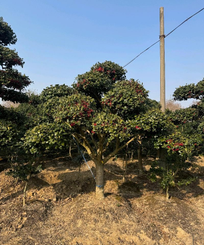 无刺枸骨的养殖方法和注意事项