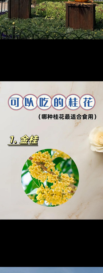 小众送妈妈的花有哪些花