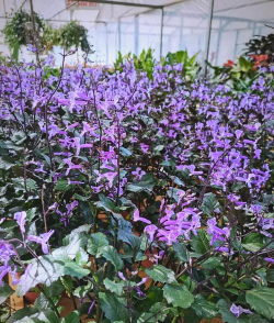 特丽莎薰衣草的养殖方法和注意事项