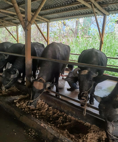 小众送妈妈的花有哪些花