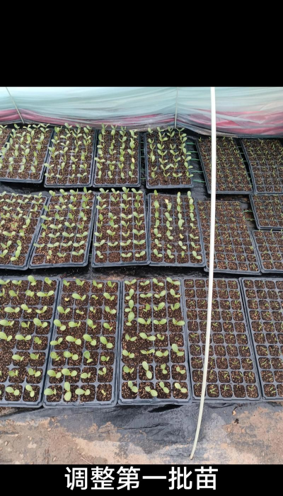 小众送妈妈的花有哪些花