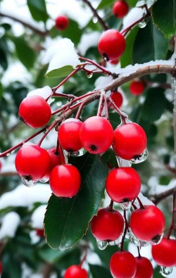 小众送妈妈的花有哪些花