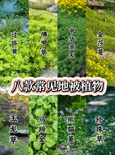 耐阴地被植物有哪些