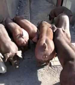 小众送妈妈的花有哪些花