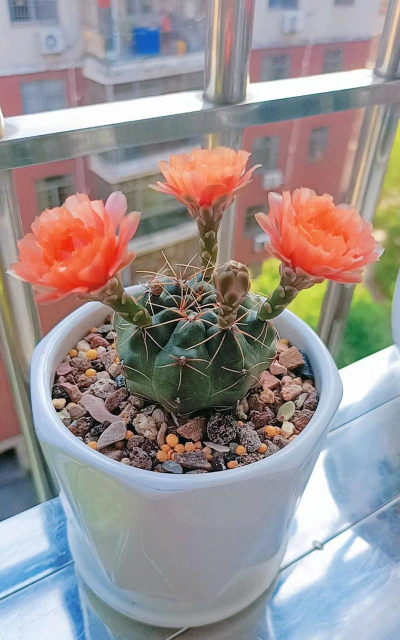 小众送妈妈的花有哪些花