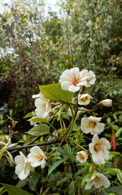 小众送妈妈的花有哪些花