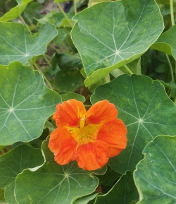 小众送妈妈的花有哪些花