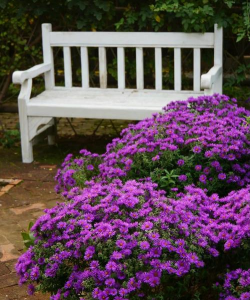 小众送妈妈的花有哪些花