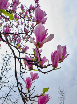 小众送妈妈的花有哪些花