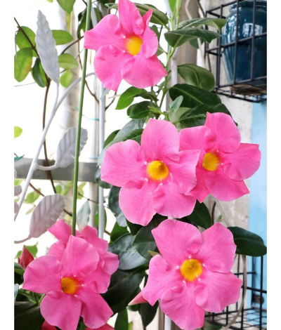 小众送妈妈的花有哪些花