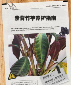 小众送妈妈的花有哪些花