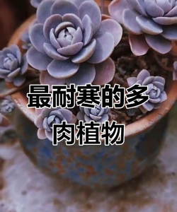 小众送妈妈的花有哪些花
