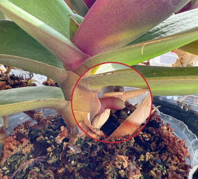 小众送妈妈的花有哪些花